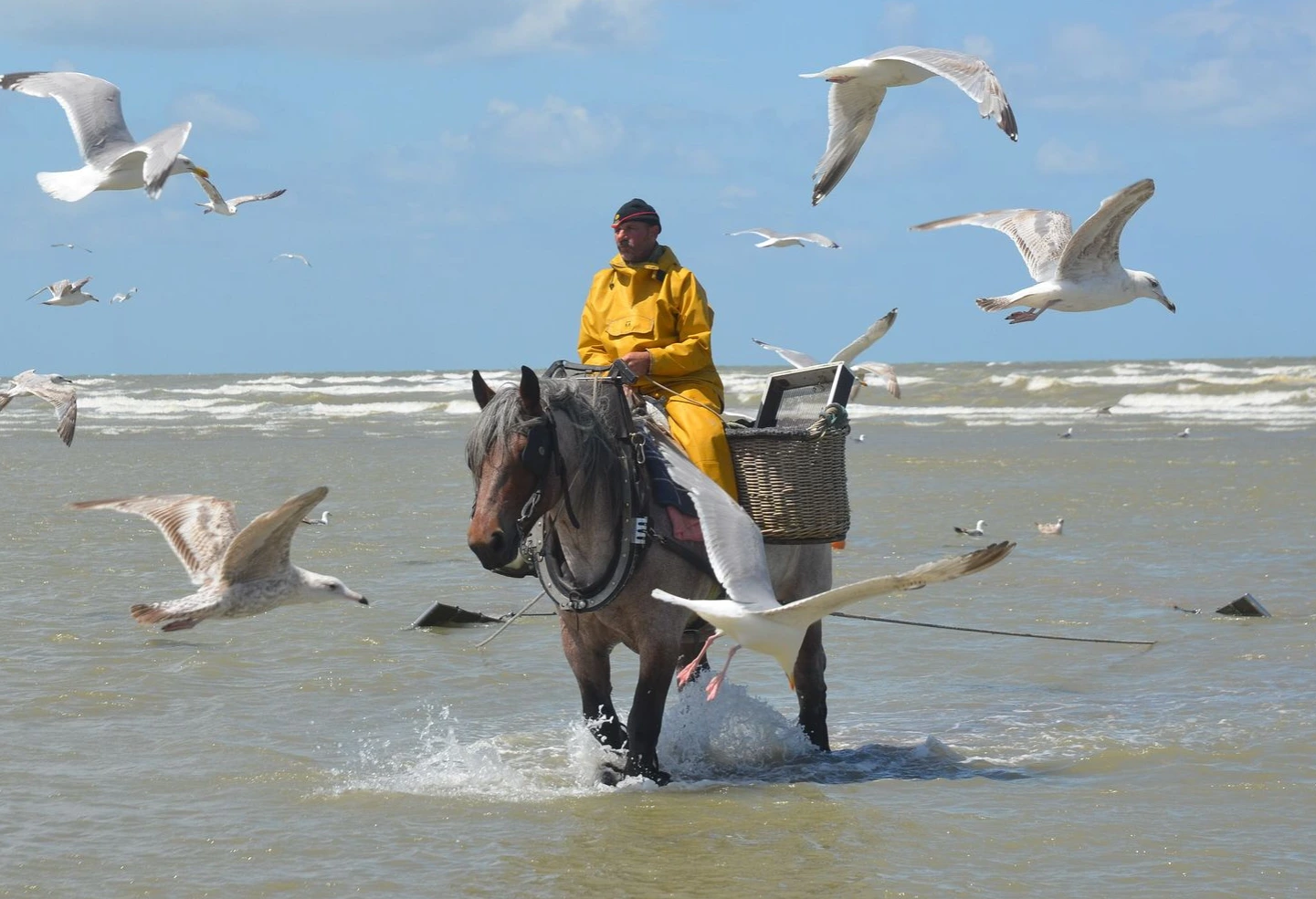 Pêcheur de crevettes Mer du Nord, Pêche de crevettes à cheval, pêcheurs Nieuport